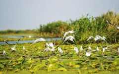 O zi in Delta Dunarii cu vaporasul!