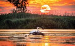 O zi in Delta Dunarii cu vaporasul!